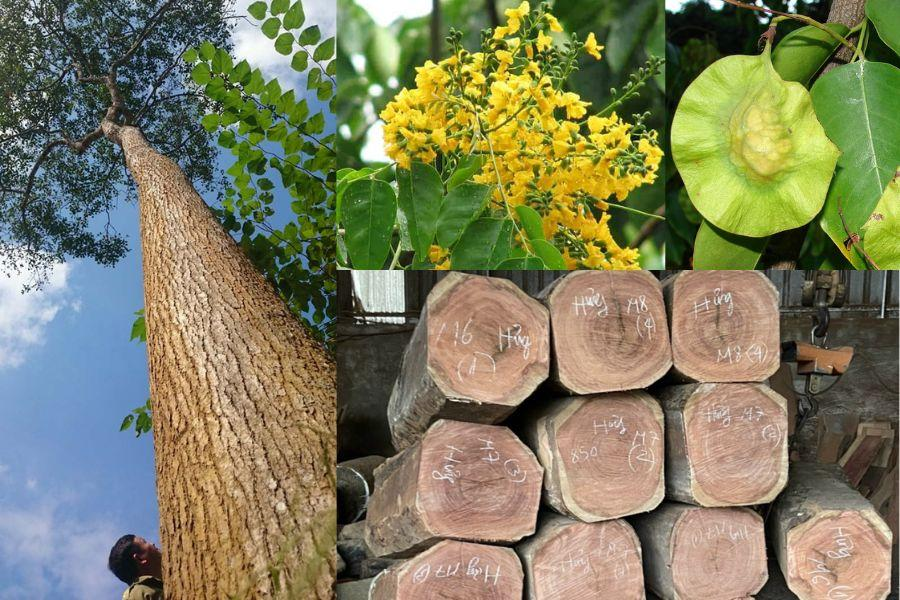 Gỗ hương đá có tốt không? Đặc điểm và cách phân biệt? 2 image 119