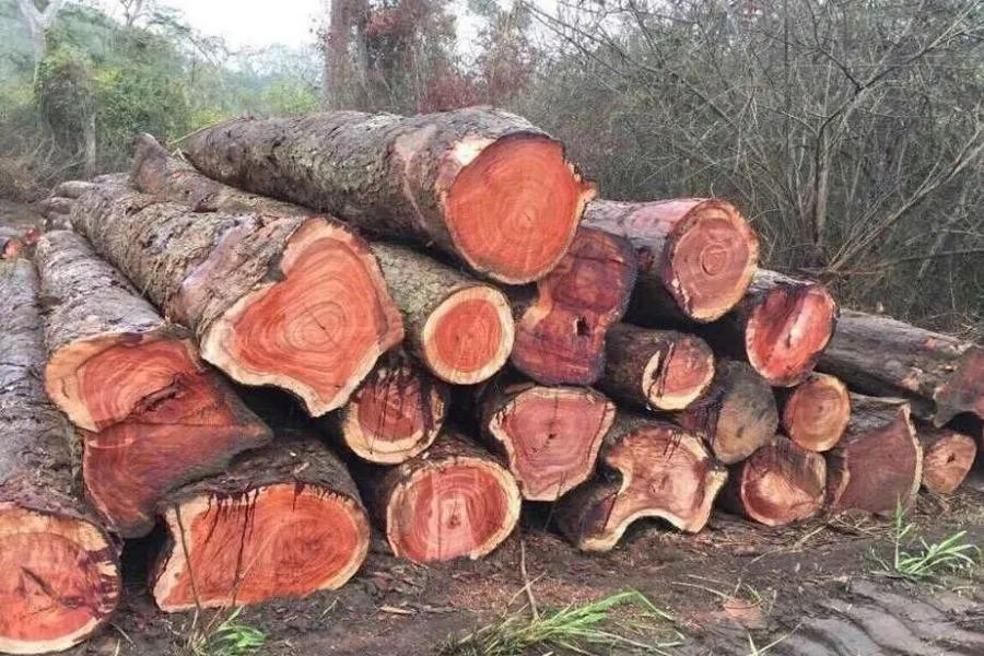 Gỗ hương đá có tốt không? Đặc điểm và cách phân biệt? 8 image 125